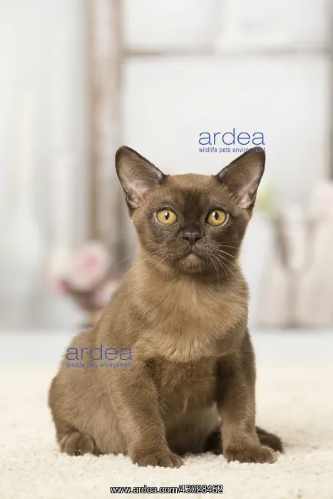 : Brown Burmese cat indoors Brown Burmese cat indoors : Brown Burmese cat indoors Brown Burmese cat indoors