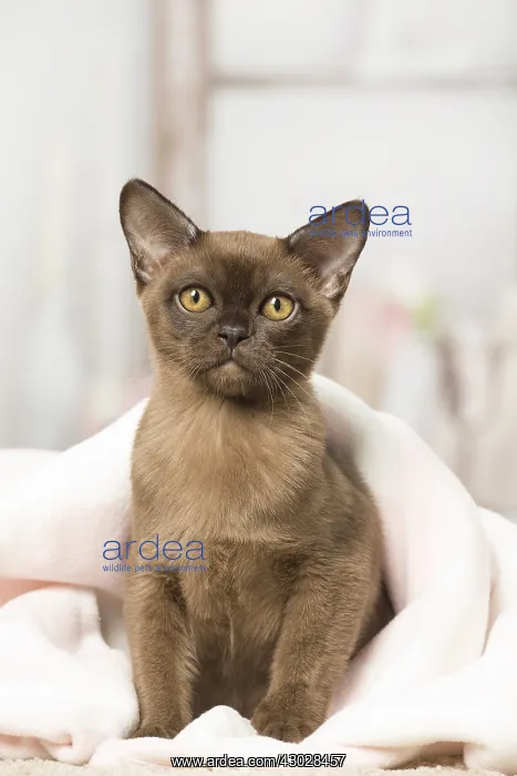 : Brown Burmese cat indoors Brown Burmese cat indoors : Brown Burmese cat indoors Brown Burmese cat indoors