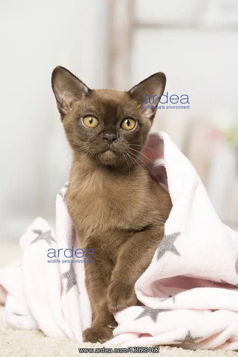 : Brown Burmese cat indoors Brown Burmese cat indoors : Brown Burmese cat indoors Brown Burmese cat indoors