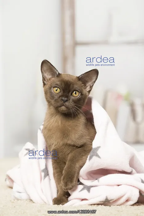 : Brown Burmese cat indoors Brown Burmese cat indoors : Brown Burmese cat indoors Brown Burmese cat indoors