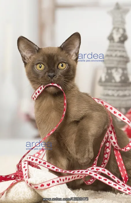 : Brown Burmese cat indoors Brown Burmese cat indoors : Brown Burmese cat indoors Brown Burmese cat indoors