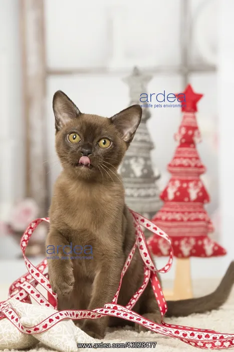 : Brown Burmese cat indoors Brown Burmese cat indoors : Brown Burmese cat indoors Brown Burmese cat indoors