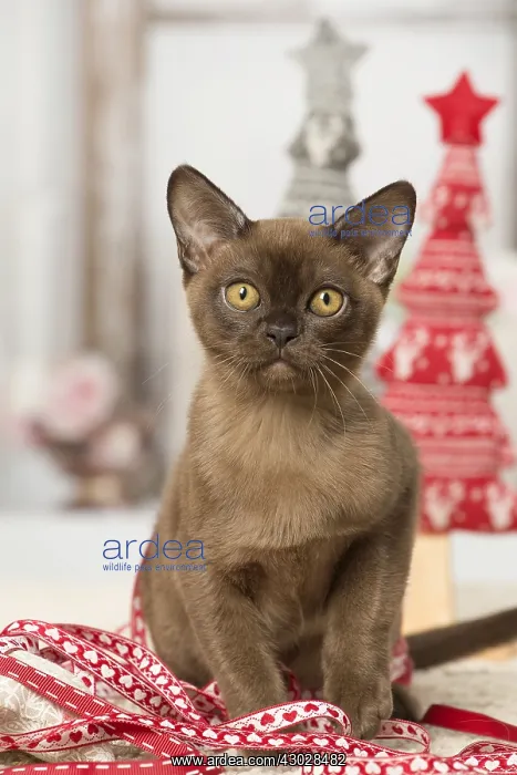 : Brown Burmese cat indoors Brown Burmese cat indoors : Brown Burmese cat indoors Brown Burmese cat indoors