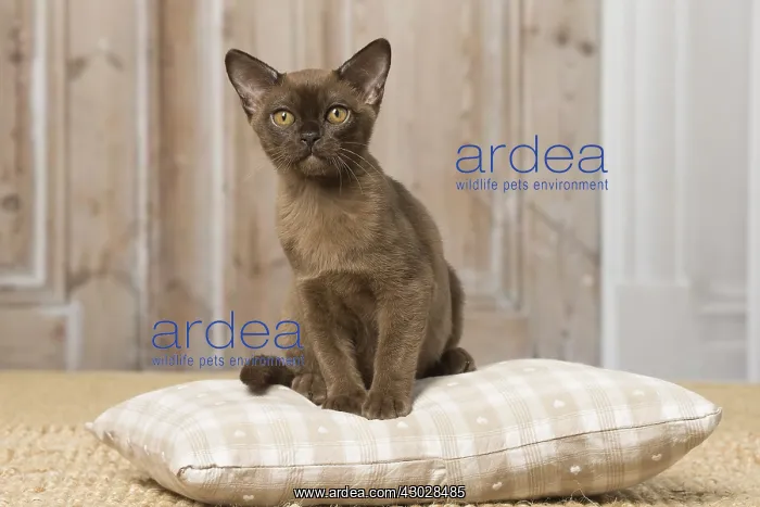 : Brown Burmese cat indoors Brown Burmese cat indoors : Brown Burmese cat indoors Brown Burmese cat indoors