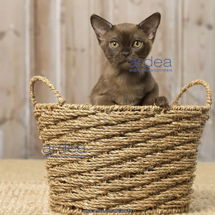 : Brown Burmese cat indoors Brown Burmese cat indoors : Brown Burmese cat indoors Brown Burmese cat indoors