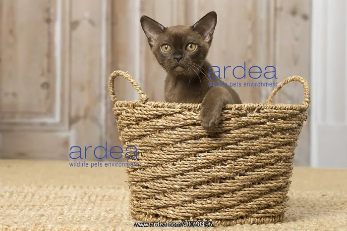 : Brown Burmese cat indoors Brown Burmese cat indoors : Brown Burmese cat indoors Brown Burmese cat indoors
