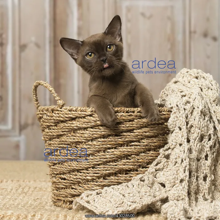 : Brown Burmese cat indoors Brown Burmese cat indoors : Brown Burmese cat indoors Brown Burmese cat indoors
