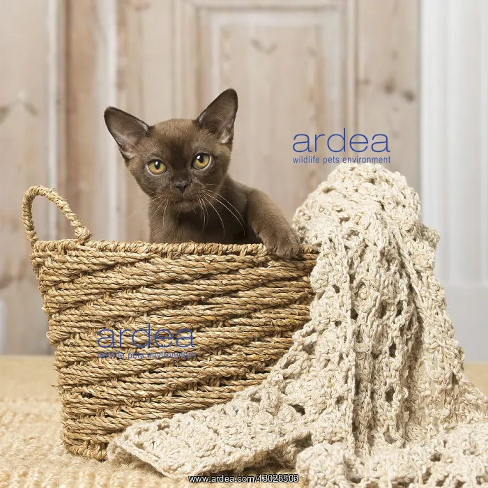 : Brown Burmese cat indoors Brown Burmese cat indoors : Brown Burmese cat indoors Brown Burmese cat indoors
