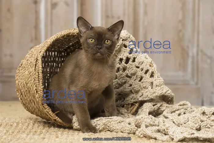 : Brown Burmese cat indoors Brown Burmese cat indoors : Brown Burmese cat indoors Brown Burmese cat indoors