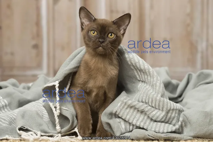 : Brown Burmese cat indoors Brown Burmese cat indoors : Brown Burmese cat indoors Brown Burmese cat indoors