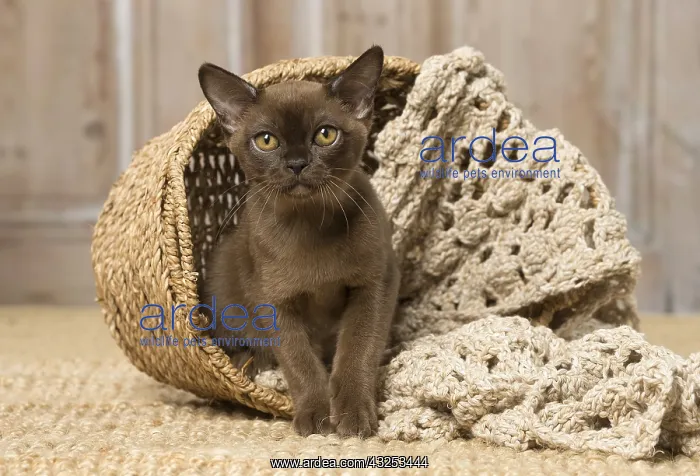 : Brown Burmese cat indoors Brown Burmese cat indoors : Brown Burmese cat indoors Brown Burmese cat indoors