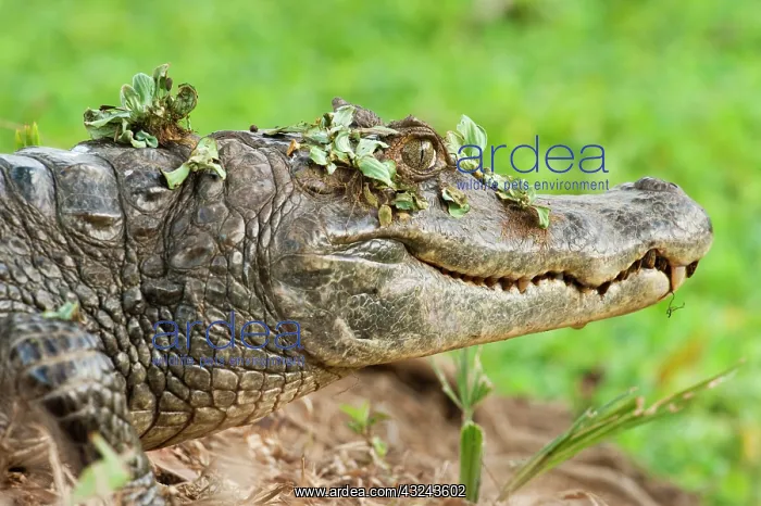: Brown Caiman (Caiman crocodilus fuscus) : Brown Caiman (Caiman crocodilus fuscus)
