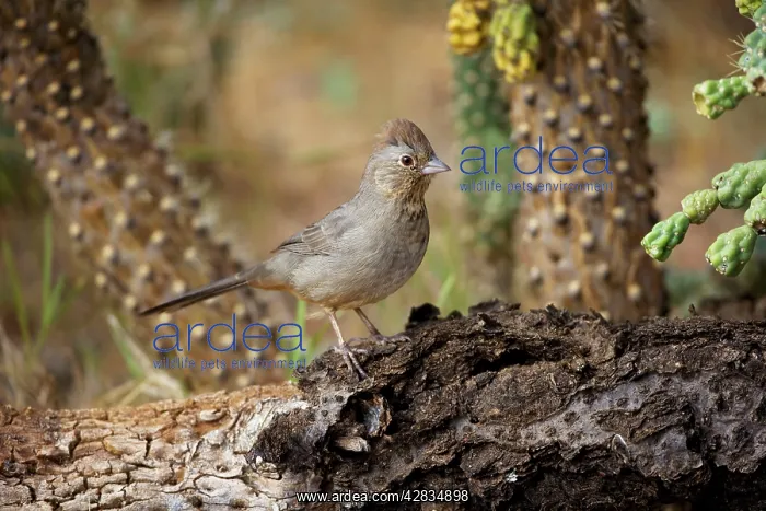 : Brown / Canyon Towhee : Brown / Canyon Towhee