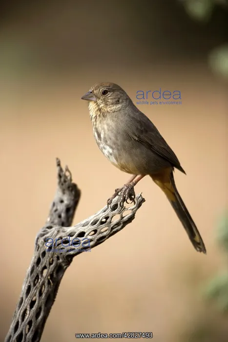 : Brown / Canyon Towhee - Perched on cactus : Brown / Canyon Towhee - Perched on cactus