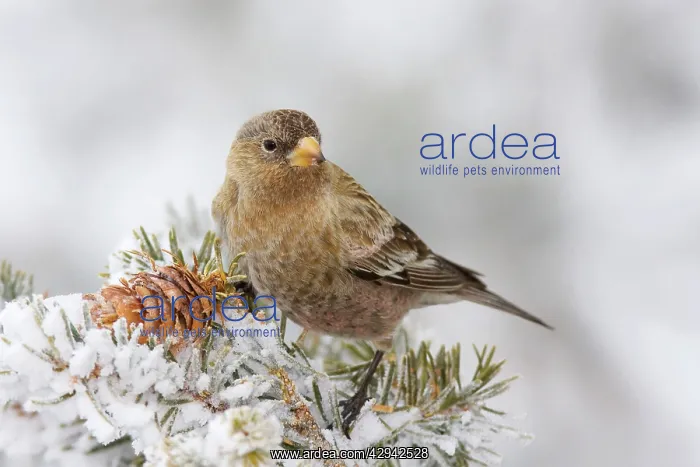 : Brown-capped Rosy-Finch : Brown-capped Rosy-Finch