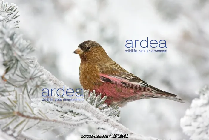 : Brown-capped Rosy-Finch : Brown-capped Rosy-Finch