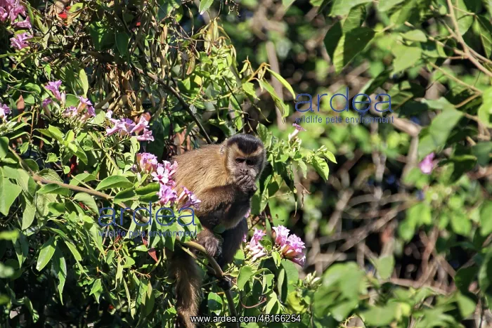 : Brown Capuchin : Brown Capuchin