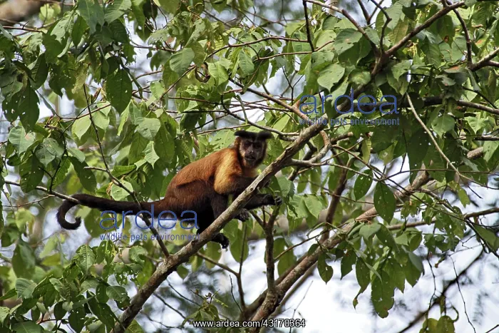 : Brown Capuchin : Brown Capuchin