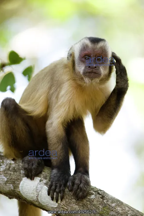: Brown Capuchin Monkey, Cabus apella, scratching : Brown Capuchin Monkey, Cabus apella, scratching
