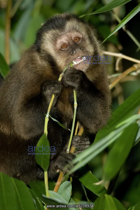 : Brown Capuchin Monkey, Cebus apella, in : Brown Capuchin Monkey, Cebus apella, in