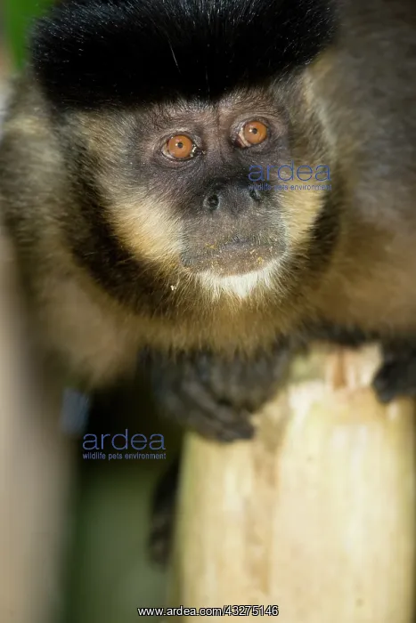 : Brown Capuchin Monkey, Cebus apella, in : Brown Capuchin Monkey, Cebus apella, in