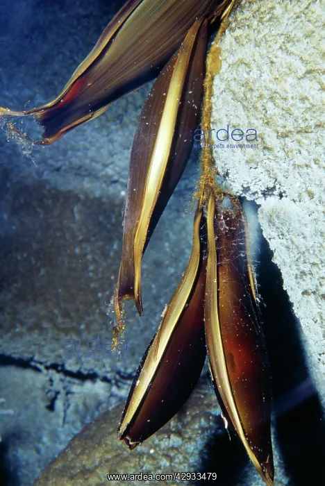 : Brown Cat Shark - egg cases, deep water : Brown Cat Shark - egg cases, deep water