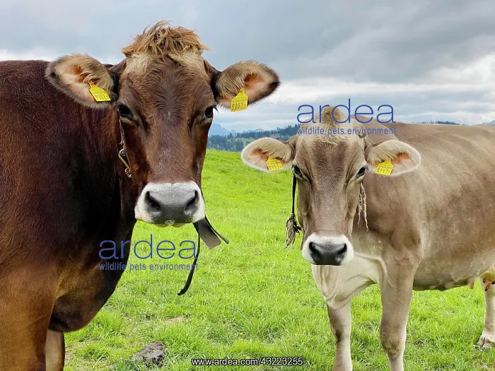 : Brown cattle on the pasture : Brown cattle on the pasture