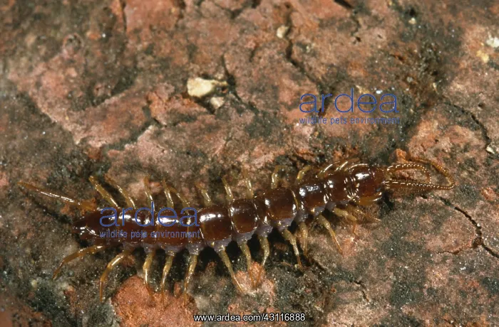 : Brown Centipede : Brown Centipede