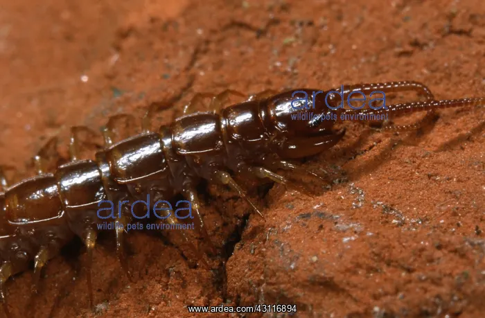 : Brown Centipede : Brown Centipede