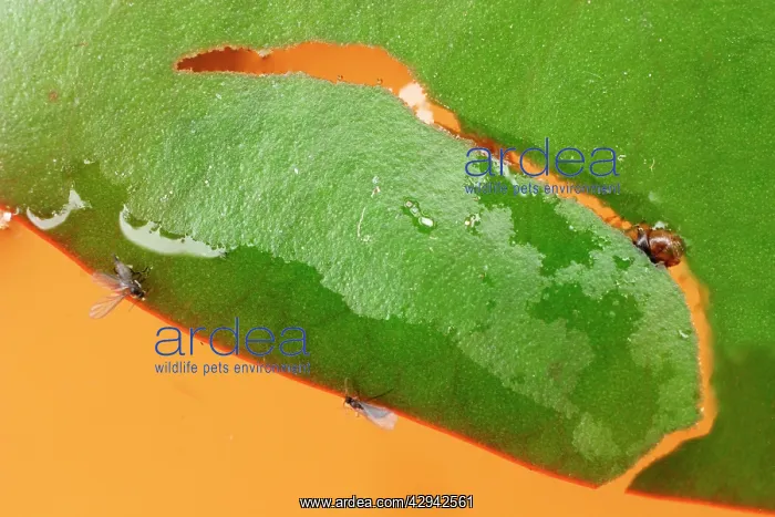 : Brown china mark moth caterpillar cuts out new : Brown china mark moth caterpillar cuts out new