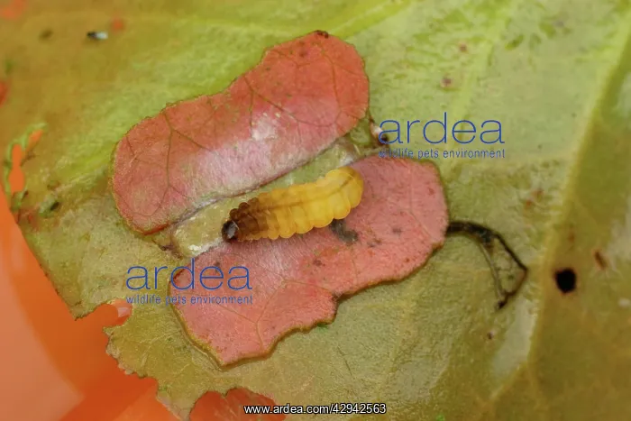 : Brown china mark moth caterpillar pupates in a : Brown china mark moth caterpillar pupates in a