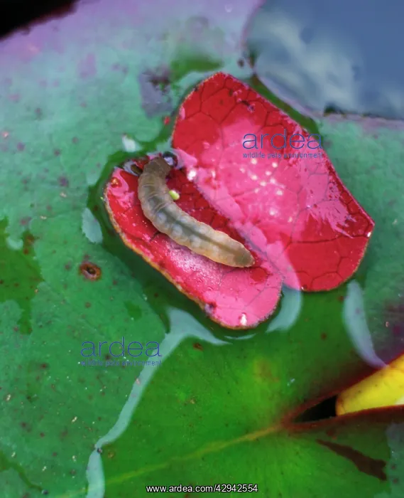 : Brown china mark moth showing larva inside case : Brown china mark moth showing larva inside case
