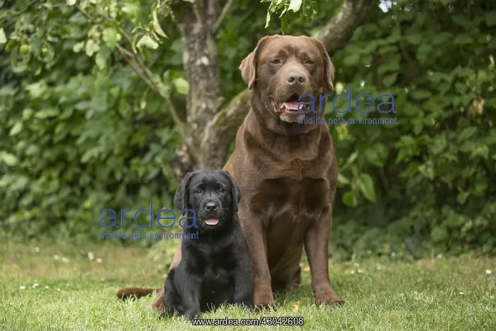: Brown / Chocolate Labrador dog and Black Labrador : Brown / Chocolate Labrador dog and Black Labrador