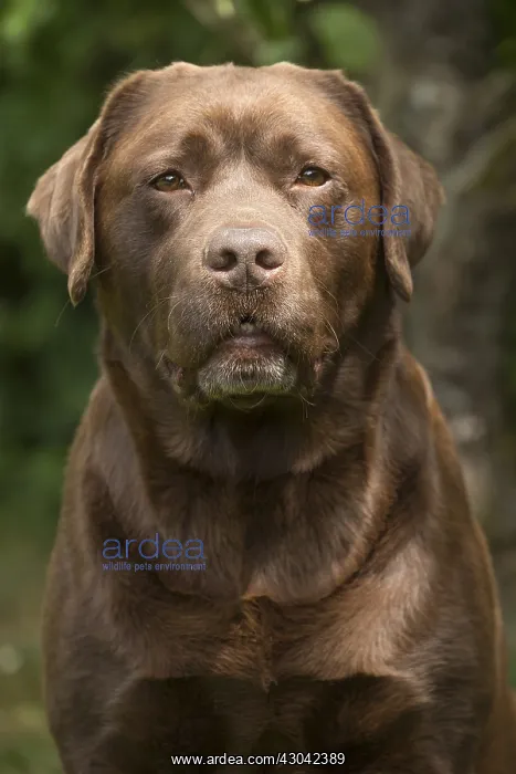  : Brown  /  Chocolate Labrador dog outside