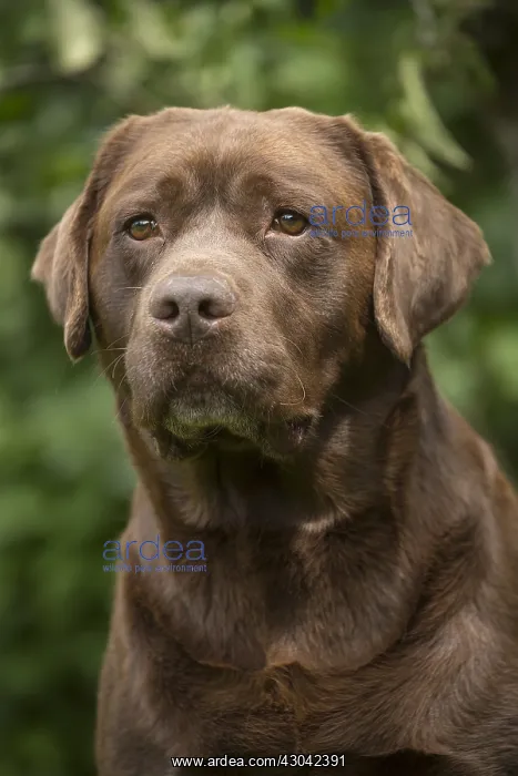  : Brown  /  Chocolate Labrador dog outside