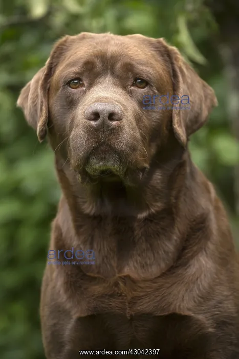  : Brown  /  Chocolate Labrador dog outside