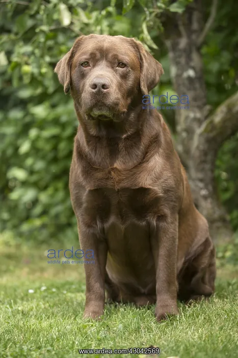  : Brown  /  Chocolate Labrador dog outside