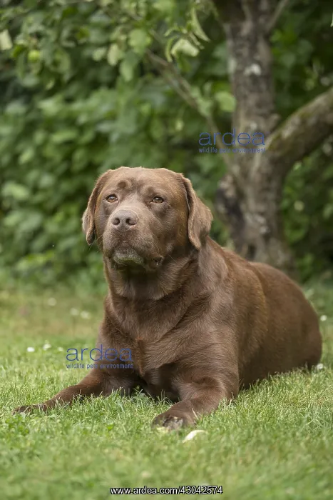  : Brown  /  Chocolate Labrador dog outside