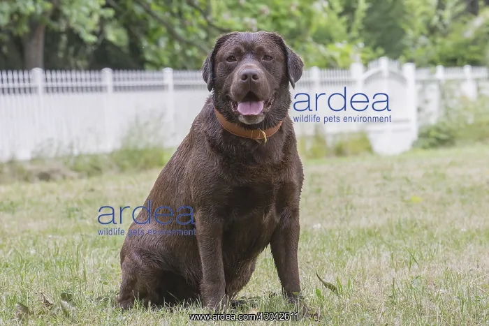  : Brown  /  Chocolate Labrador dog outside