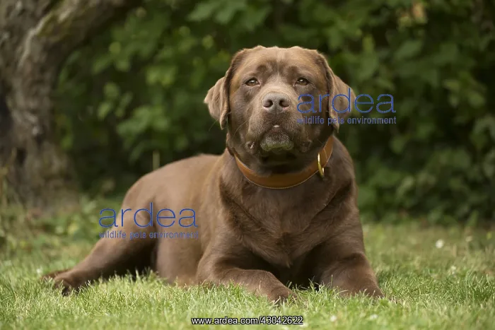  : Brown  /  Chocolate Labrador dog outside