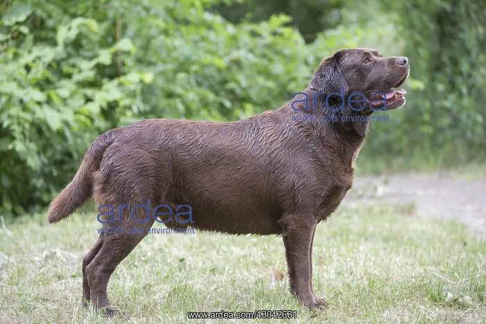  : Brown  /  Chocolate Labrador dog outside