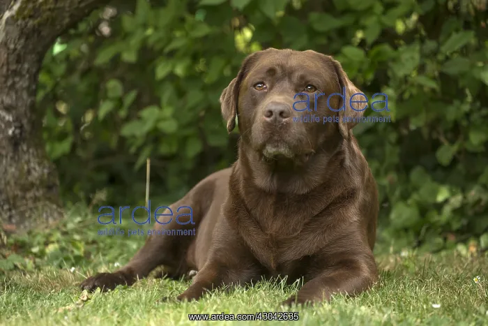  : Brown  /  Chocolate Labrador dog outside
