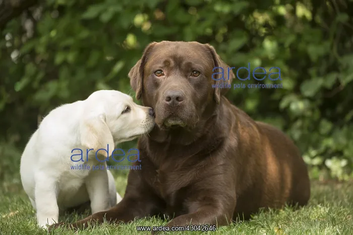 : Brown / Chocolate Labrador dog and Yellow Labrador : Brown / Chocolate Labrador dog and Yellow Labrador