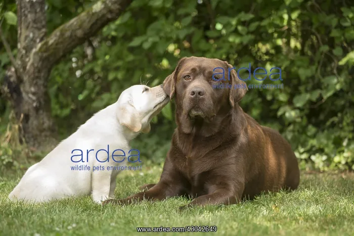 : Brown / Chocolate Labrador dog and Yellow Labrador : Brown / Chocolate Labrador dog and Yellow Labrador