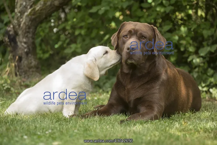 : Brown / Chocolate Labrador dog and Yellow Labrador : Brown / Chocolate Labrador dog and Yellow Labrador