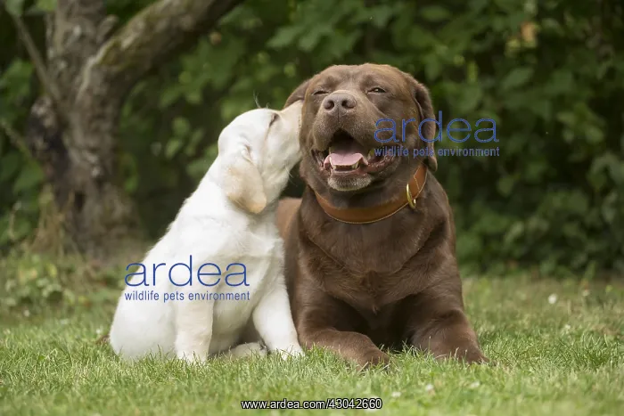  : Brown  /  Chocolate Labrador dog and Yellow Labrador