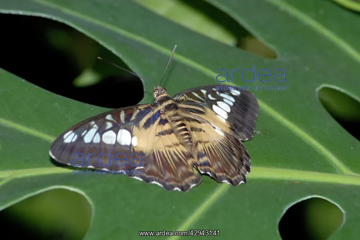 : Brown Clipper Butterflies - resting on leaf : Brown Clipper Butterflies - resting on leaf