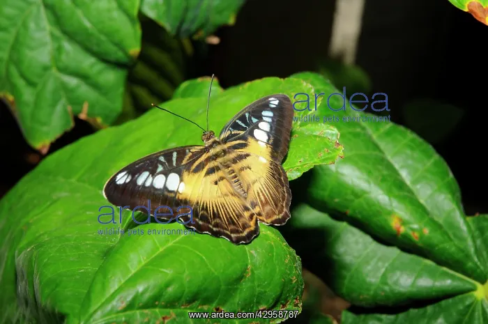 : Brown Clipper Butterfly : Brown Clipper Butterfly