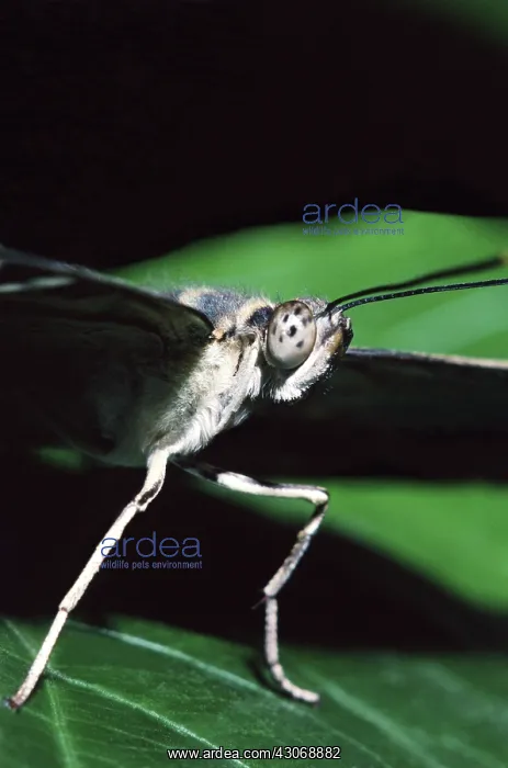 : Brown Clipper Butterfly : Brown Clipper Butterfly