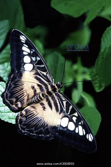 : Brown Clipper Butterfly : Brown Clipper Butterfly